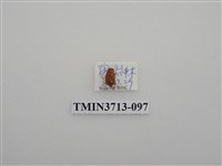 藏品(金龜子科)的圖片